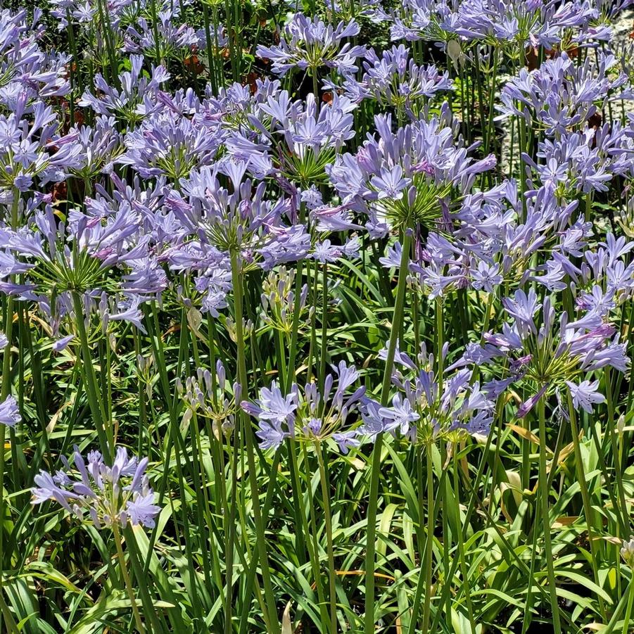 Agapanthus africanus Peter Pan