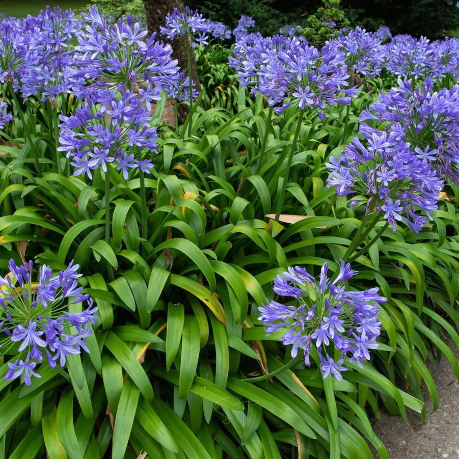 Agapanthus africanus Queen Anne