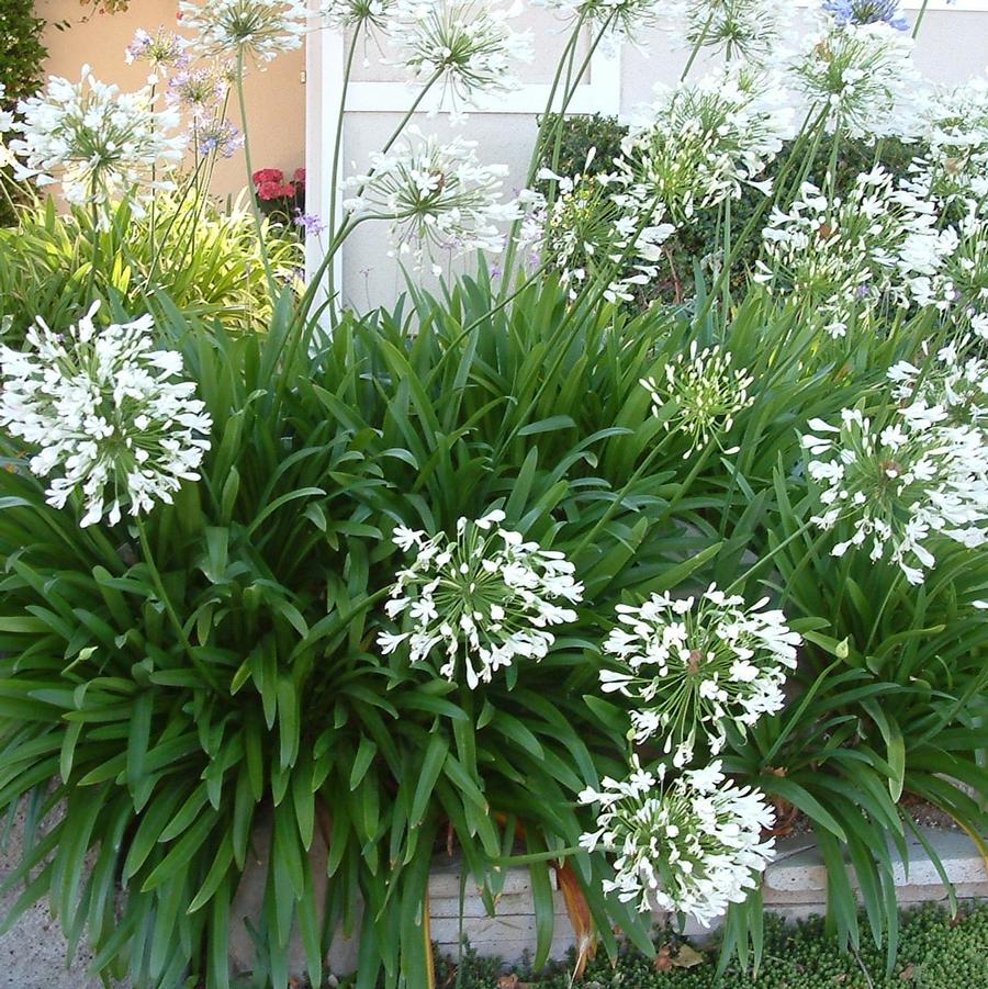Agapanthus africanus Snowball