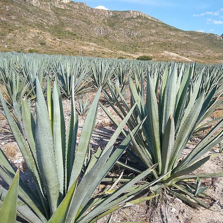 Agave angustifolia 