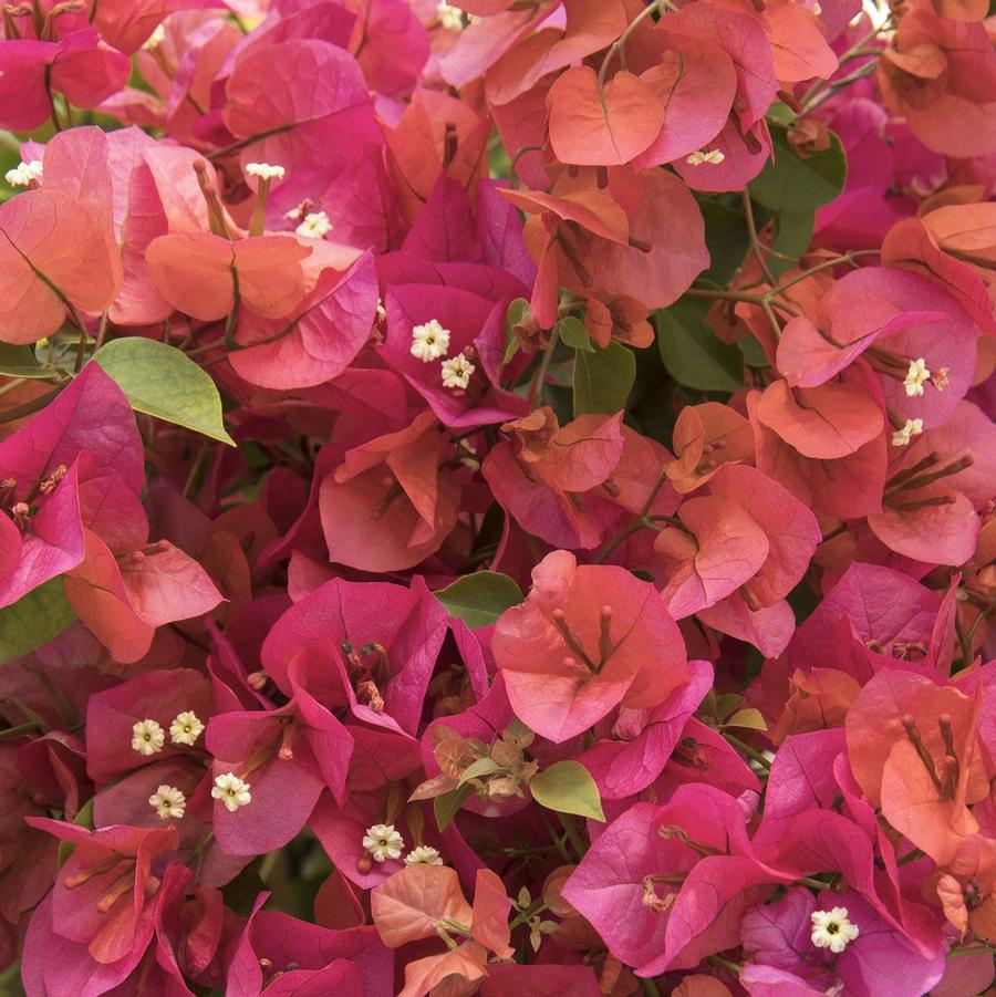 Bougainvillea Camarillo Fiesta