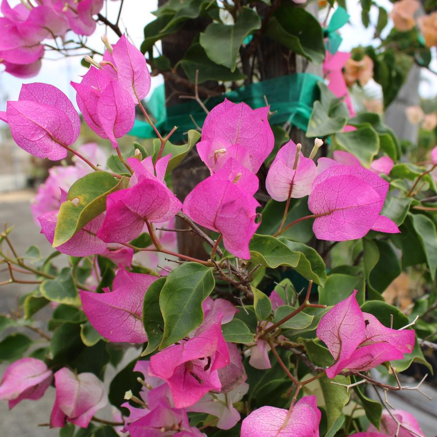 Bougainvillea Pink Pearl
