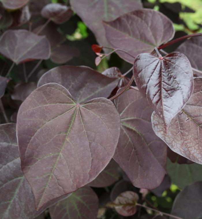 Cercis canadensis Burgundy Hearts&reg;
