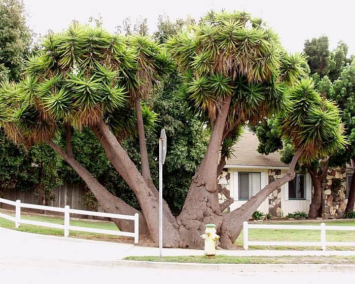 Yucca elephantipes 