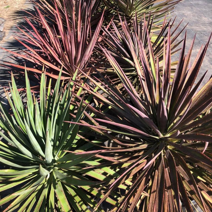 Yucca aloifolia Magenta Magic
