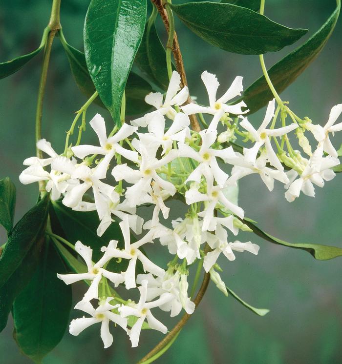 Trachelospermum asiatcium 
