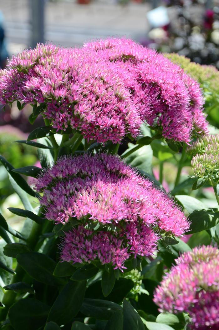 Sedum spectabile Walberton's&reg; Pizzazz