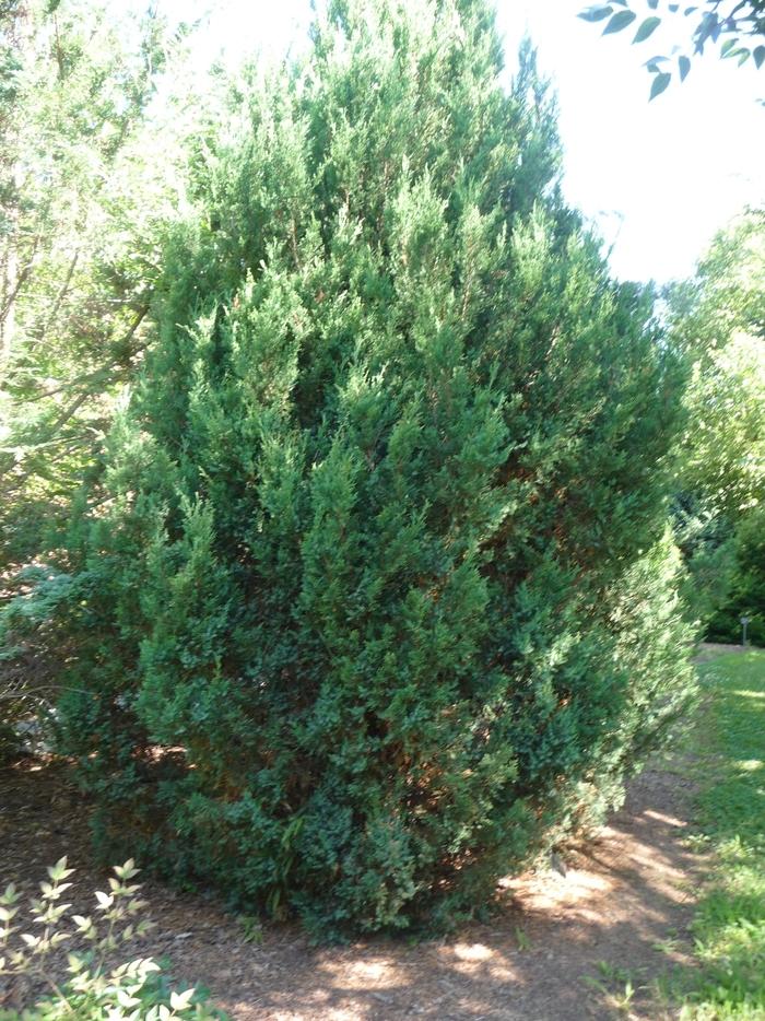 Juniperus chinensis Blue Point