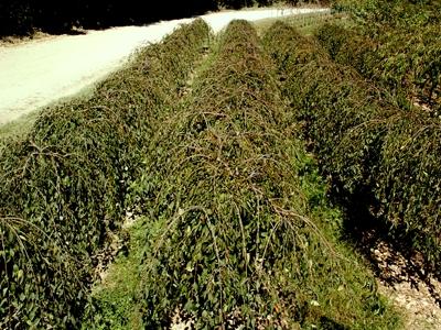 Prunus Snow Fountains&reg;