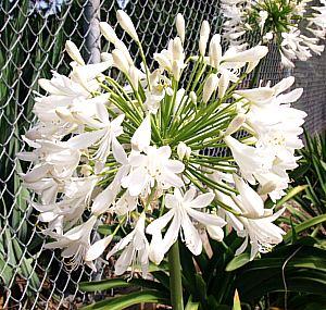 Agapanthus praecox orientalis Getty White