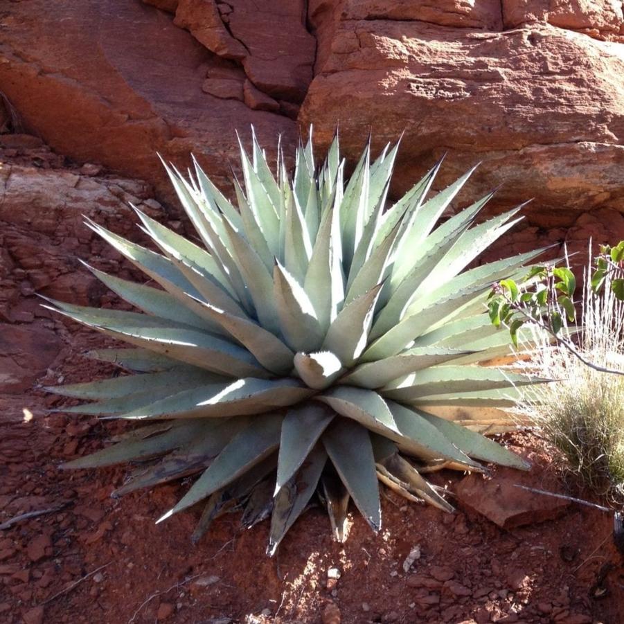 Agave parryi Couesii