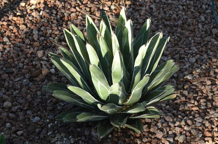 Agave victoria-reginae 