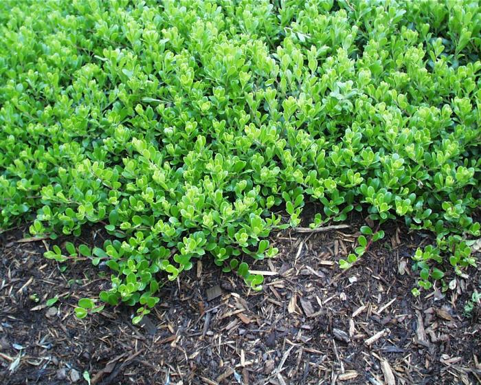 Arctostaphylos Emerald Carpet