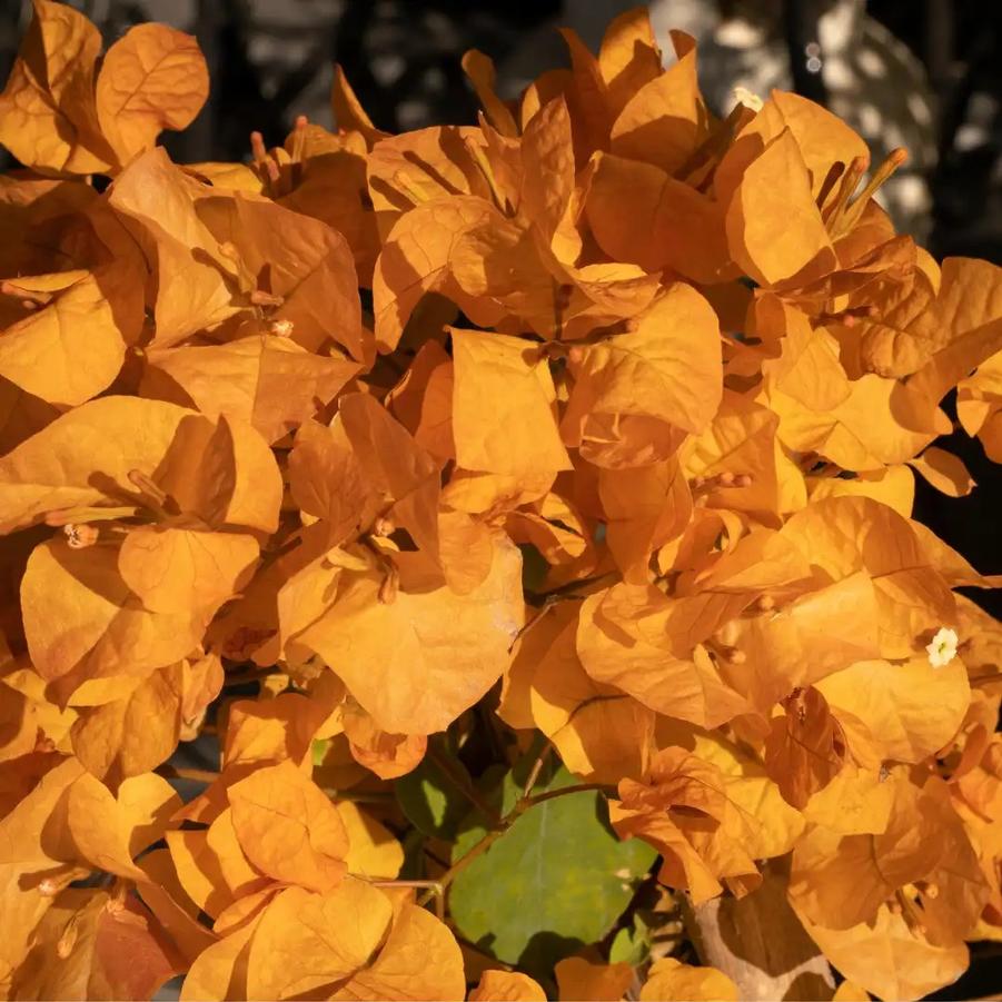 Bougainvillea x buttiana Orange King
