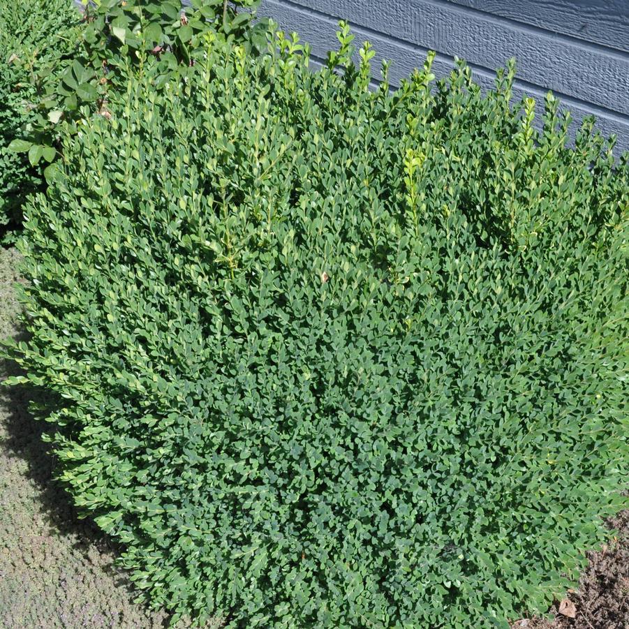 Buxus sempervirens 