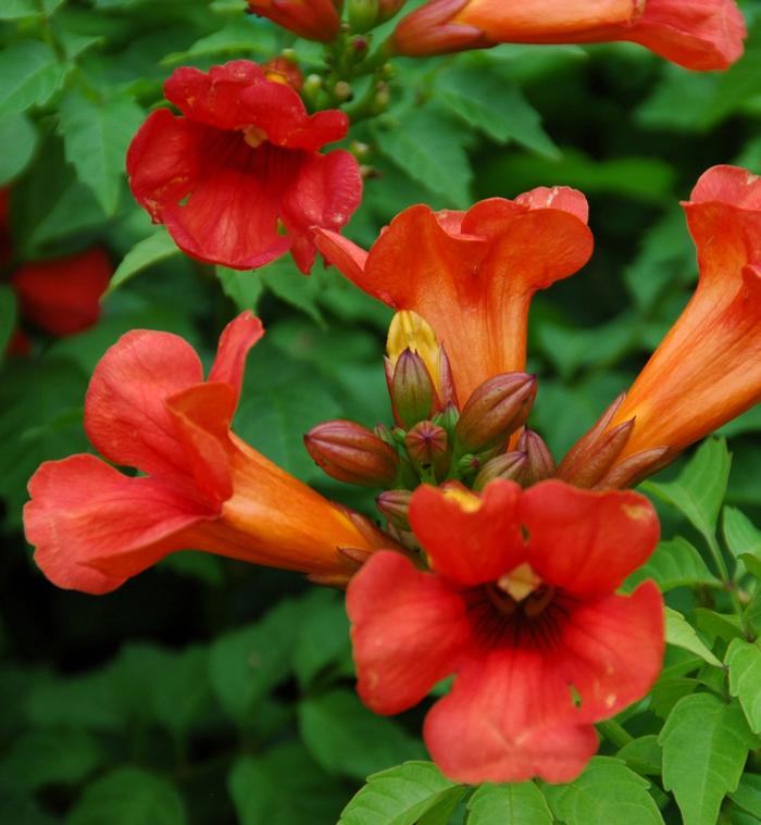 Campsis x tagliabuana Summer Jazz&trade; Fire