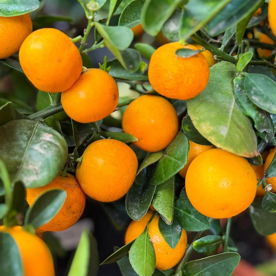Calamondin 