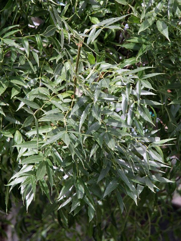 Fraxinus angustifolia oxycarpa Raywood