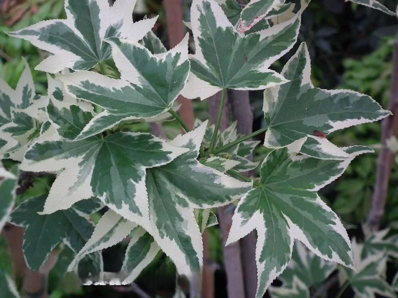 Liquidambar styraciflua Silver King