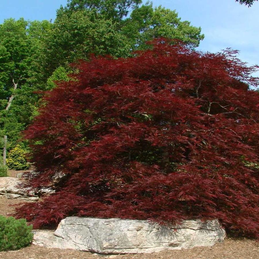 Acer palmatum dissectum Red Dragon