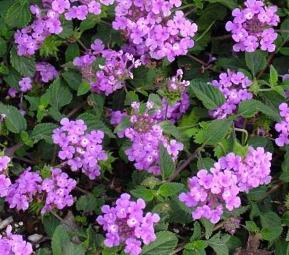 Lantana sellowiana Trailing Lavender