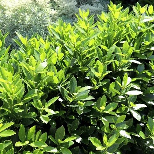 Laurus nobilis Baby Bay