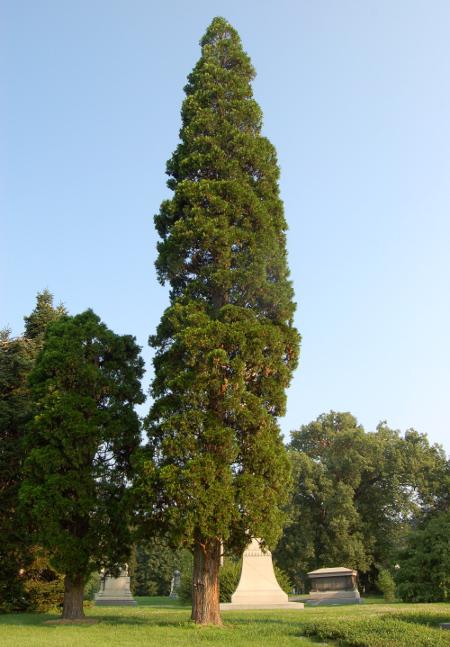 Calocedrus decurrens 
