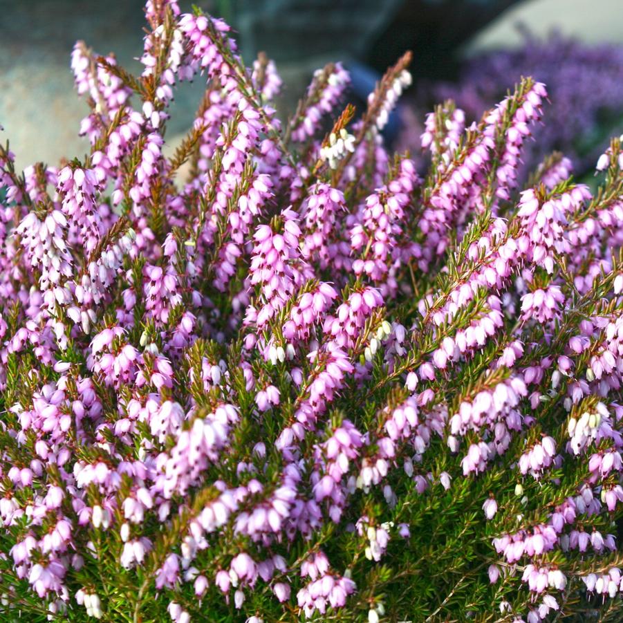 Erica x darlyensis 