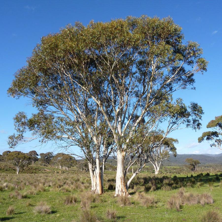 Eucalyptus pauciflora 