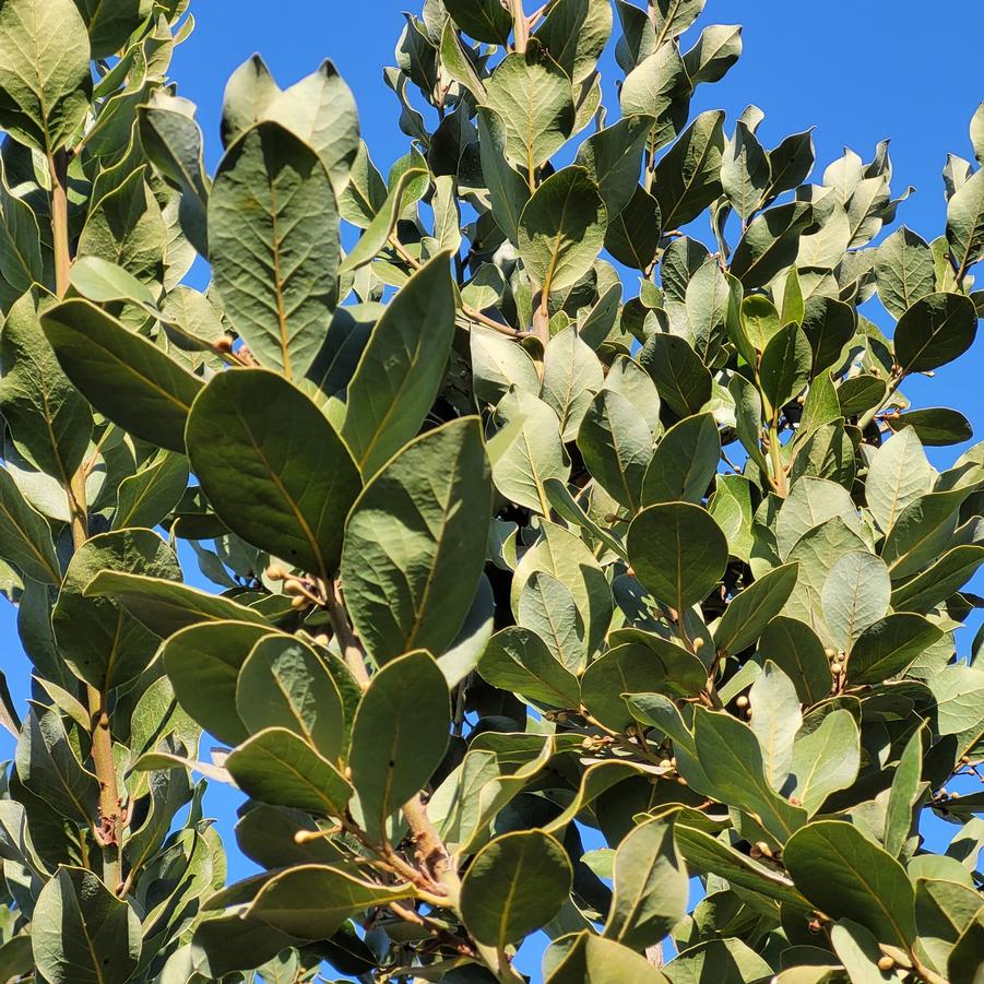 Laurus nobilis Hubbard