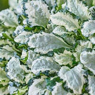 Ajuga reptans Princess Leia