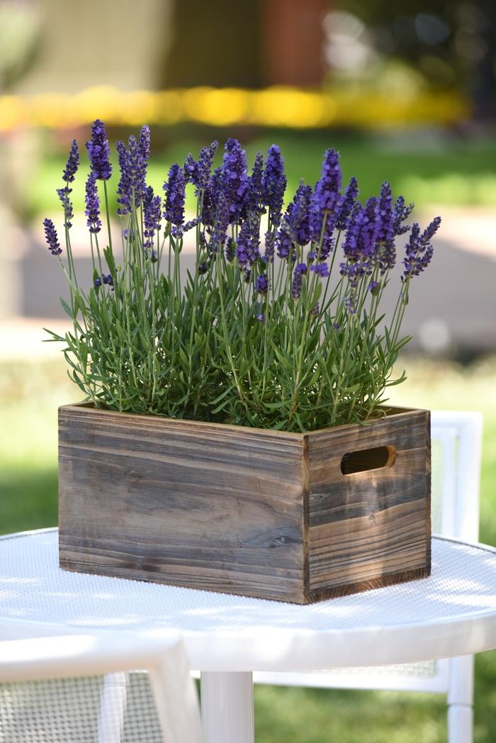 Lavandula angustifolia Blue Spear