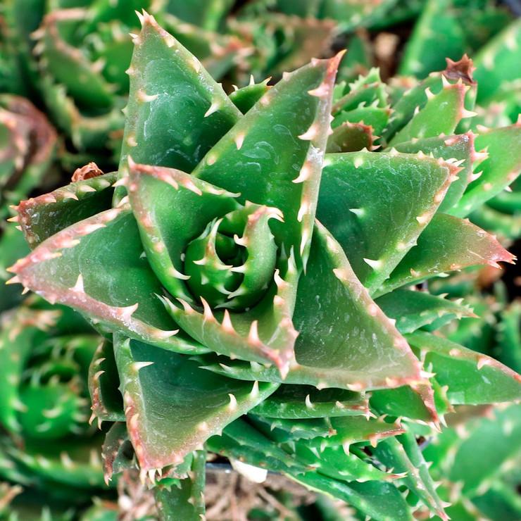 Aloe mitriformis 