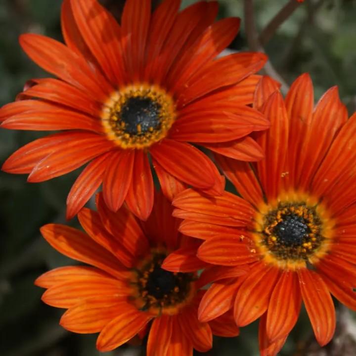 Arctotis Majec Red-Orange
