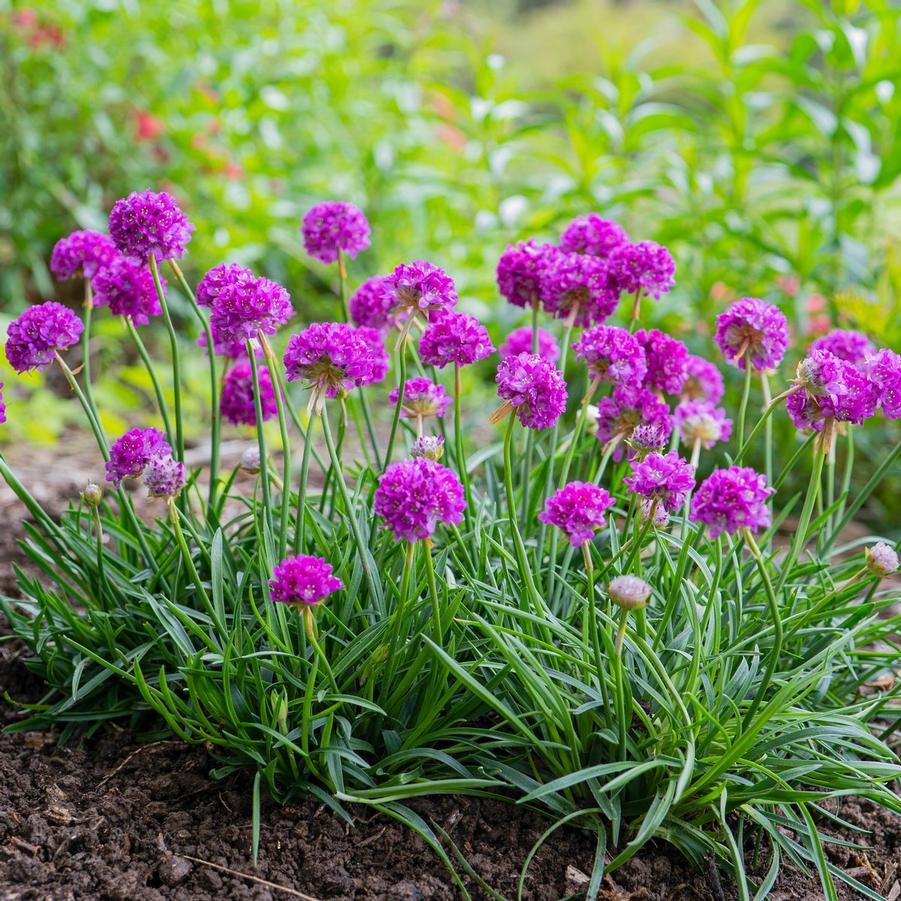 Armeria pseudarmeria Dreameria&reg; Vivid Dreams
