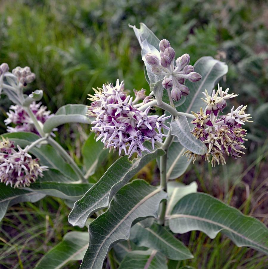 Asclepias speciosa 