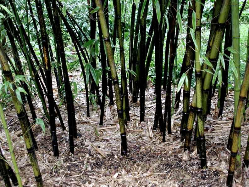 Phyllostachys nigra 