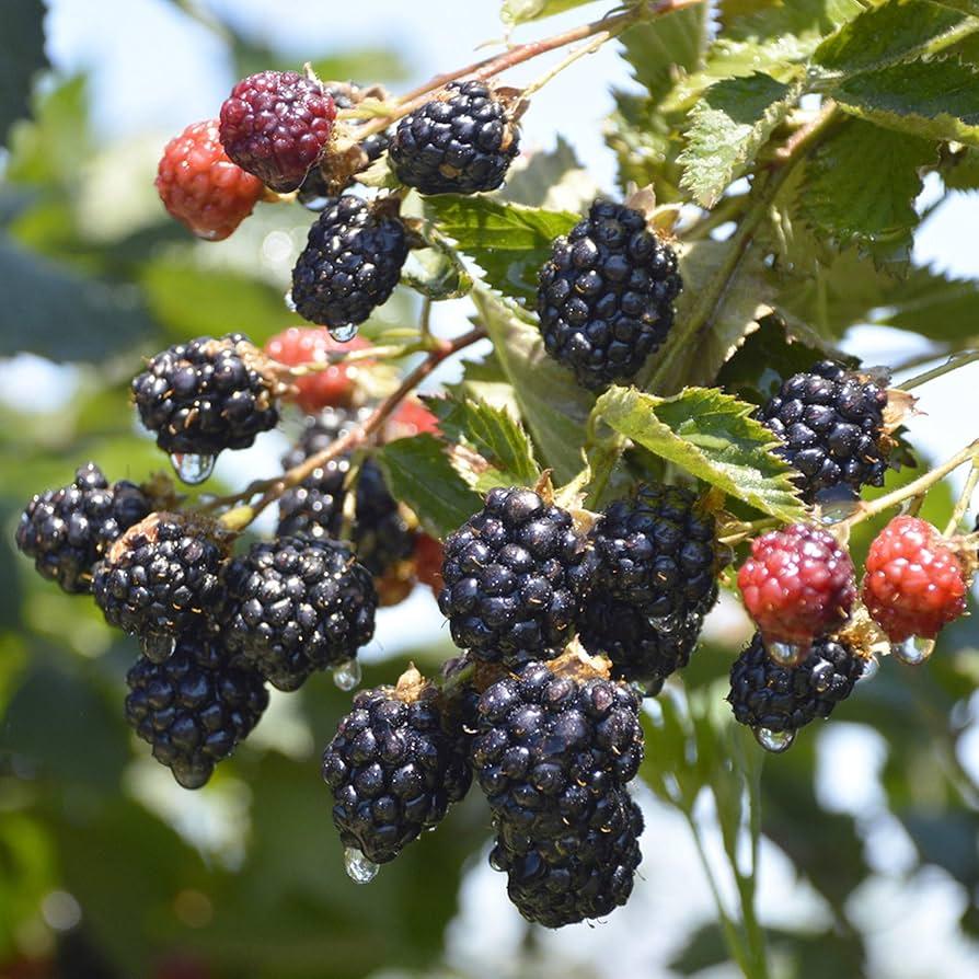Blackberry Thornless Boysenberry
