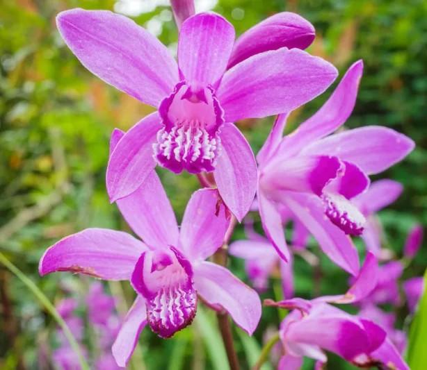 Bletilla striata Shi Ran