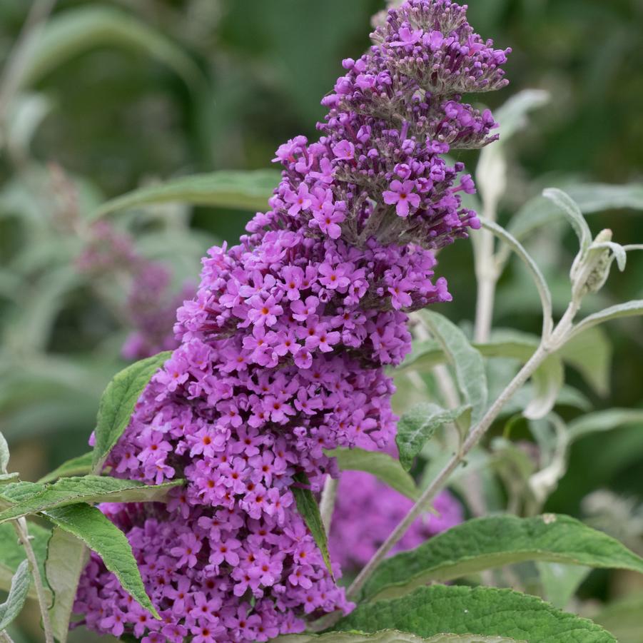 Buddleiea Buzz Violet