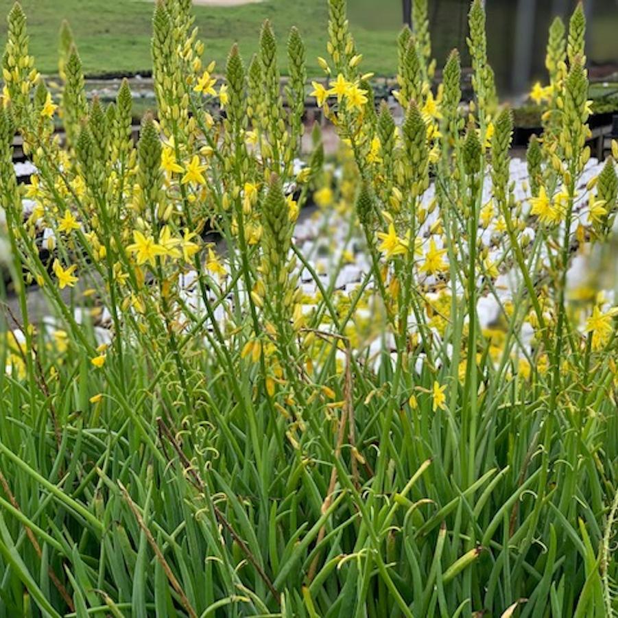 Bulbine frutescens 