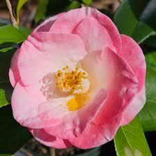 Camellia japonica April Remembered