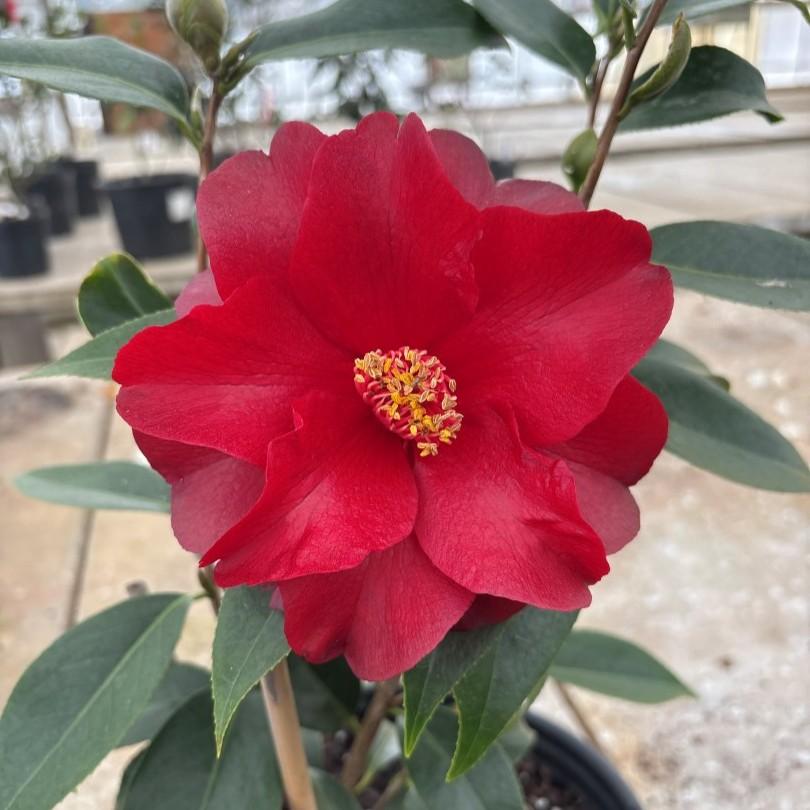 Camellia japonica Julius Nuccio