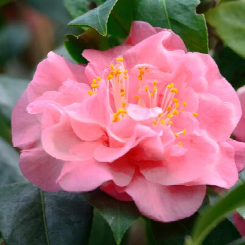Camellia japonica Pink Parade