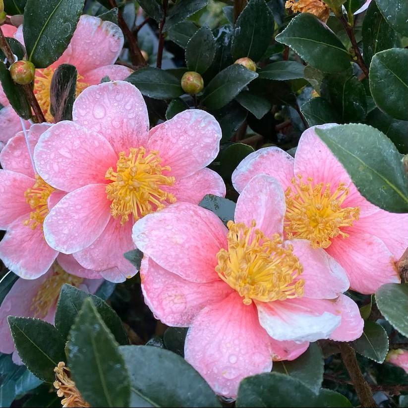 Camellia sasanqua Pink-A-Boo