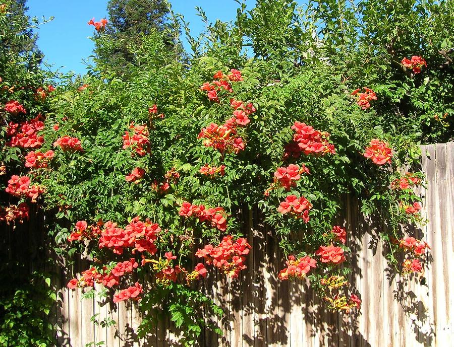 Campsis tagliabuana Madam Galen