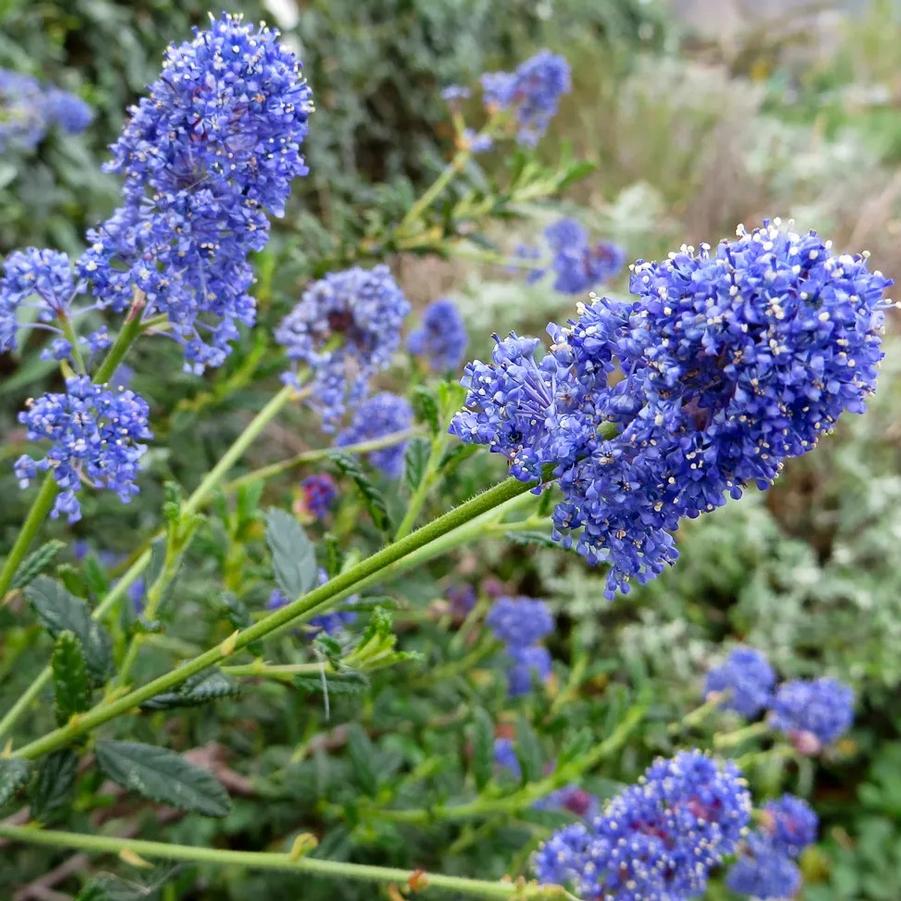 Ceanothus impressus Julia Phelps