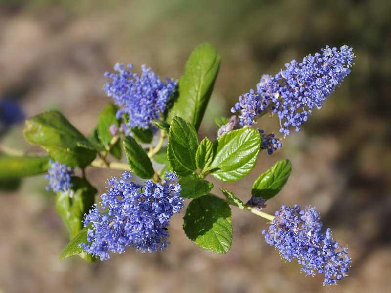 Ceanothus impressus Ray Hartman