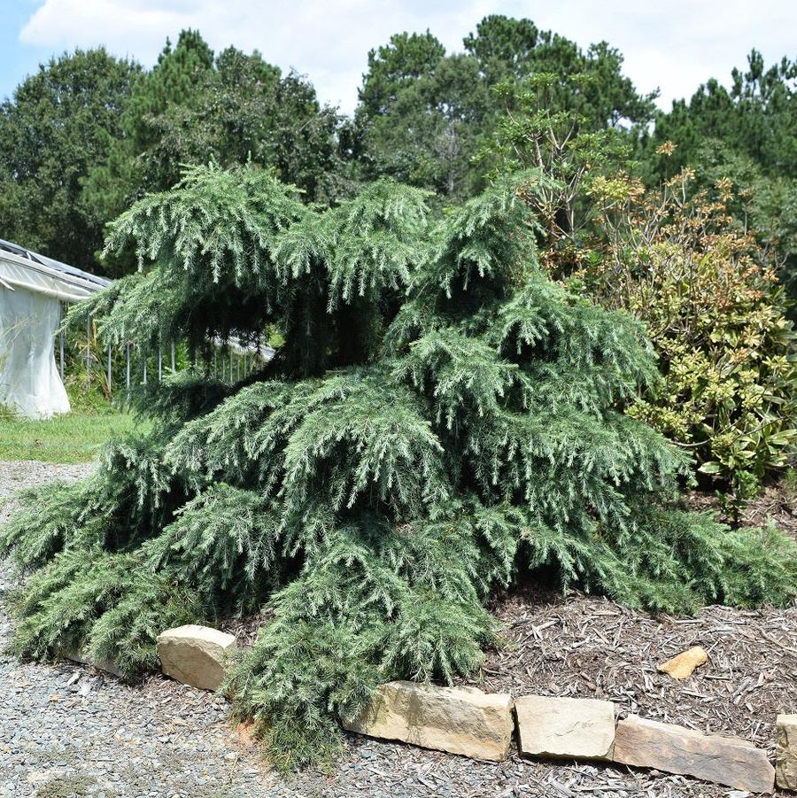 Cedrus deodara Devinely Blue