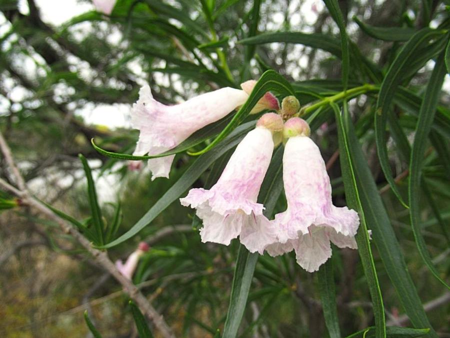Chilopsis linearis Snowflurry